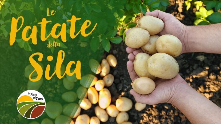 La patate d'alta quota della Sila in Calabria