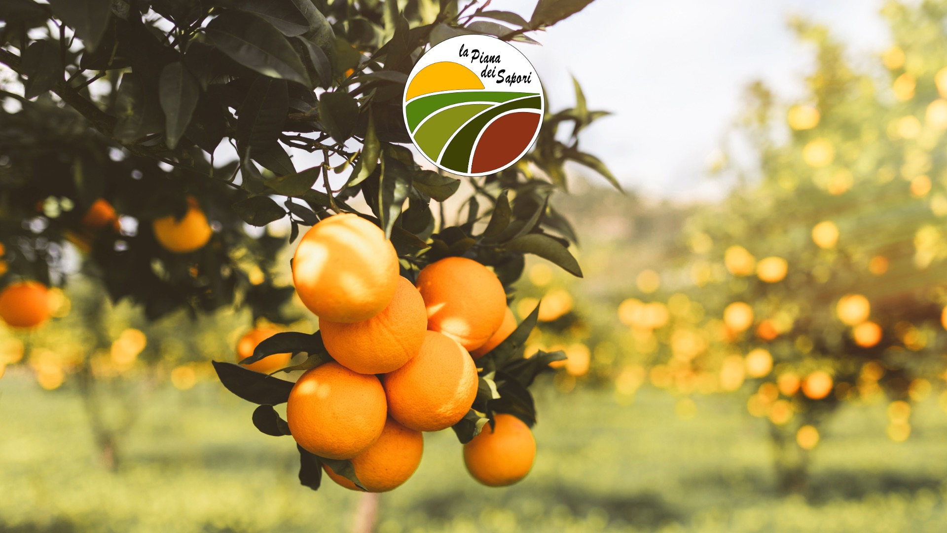 Le varietà degli agrumi calabresi: le clementine della piana di Sibari