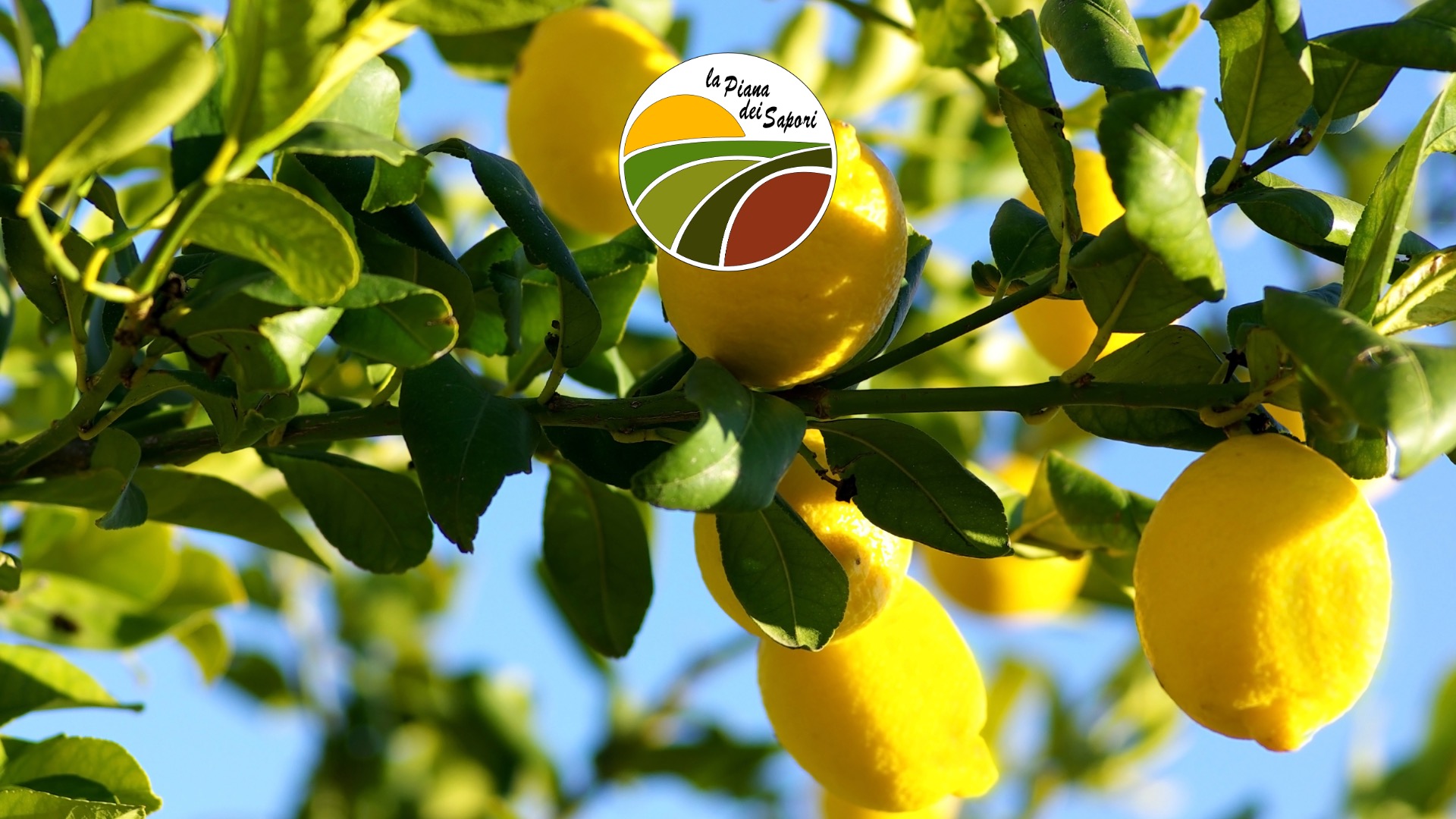 Le varietà di agrumi calabresi: i limoni della piana di Sibari