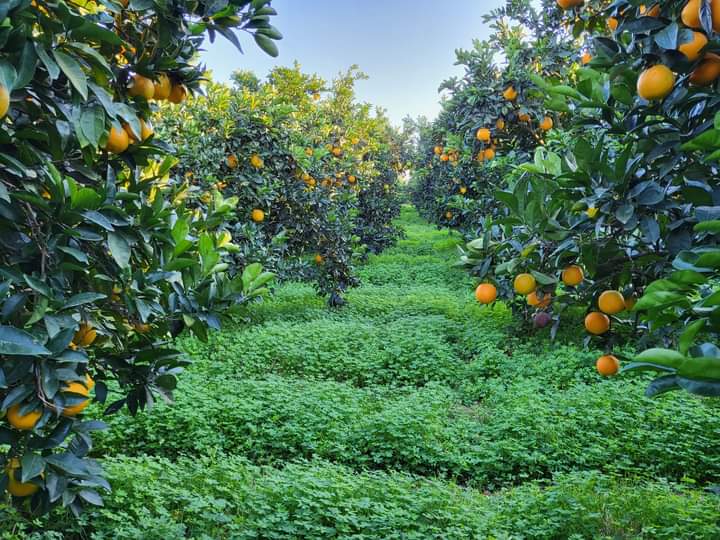 Scorcio di una piantata di agrumi nella piana di Sibari a Corigliano-Rossano