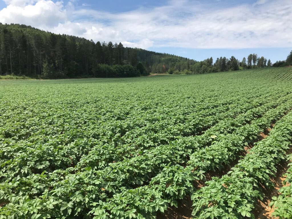 un campo della Sila in cui si coltivano le patate