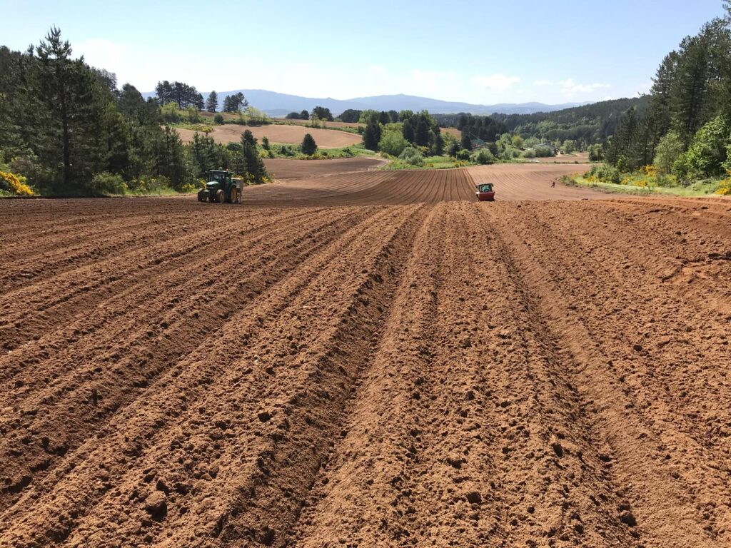 le nostre patate vengono coltivate nei terreni sabbiosi della Sila