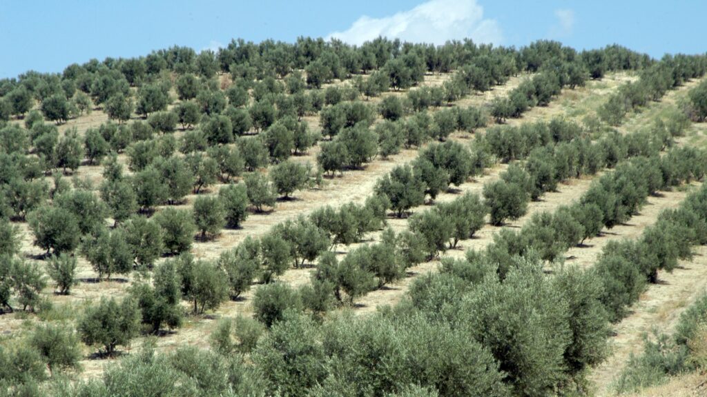 Un campo di olive da cui si produce olio extravergine di oliva nella piana di sibari in calabria