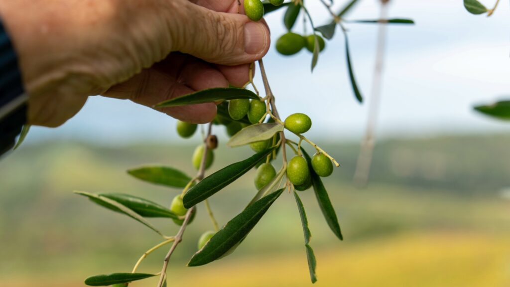 le Varietà e le cultivar delle olive calabresi